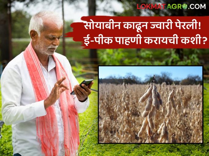 E-Pik Pahani Sorghum was planted after removing soybeans How to do e-peak inspection of soybeans in Kharip now? | E-Pik Pahani : सोयाबीन काढून ज्वारी पेरली! खरिपातील सोयाबीनची ई-पीक पाहणी आत्ता करायची कशी? E-Pik Pahani Sorghum was planted after removing soybeans How to do e-peak inspection of soybeans in Kharip now? | E-Pik Pahani : सोयाबीन काढून ज्वारी पेरली! खरिपातील सोयाबीनची ई-पीक पाहणी आत्ता करायची कशी?