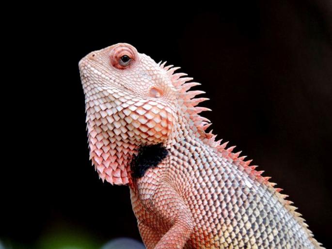 Challenge in reptiles and amphibious conservation | Bio Diversity Day : शेतकऱ्यांच्या 'या' मित्रांना वाचवायला हवं Challenge in reptiles and amphibious conservation | Bio Diversity Day : शेतकऱ्यांच्या 'या' मित्रांना वाचवायला हवं