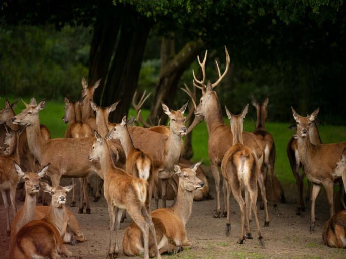 It is unfortunate that the government does not have a single hospital for wild animals in the country; Union Minister Maneka Gandhi laments | देशात वन्य प्राण्यांसाठी सरकारकडे एकही हॉस्पिटल नाही, हे दुर्दैवी; केंद्रीय मंत्री मनेका गांधींची खंत It is unfortunate that the government does not have a single hospital for wild animals in the country; Union Minister Maneka Gandhi laments | देशात वन्य प्राण्यांसाठी सरकारकडे एकही हॉस्पिटल नाही, हे दुर्दैवी; केंद्रीय मंत्री मनेका गांधींची खंत