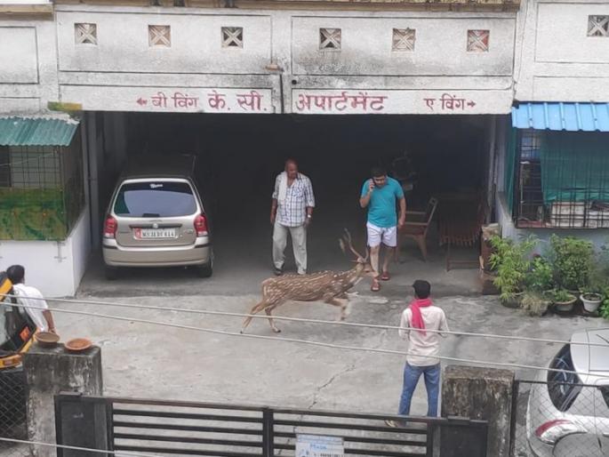 They accidentally entered human residential area .. but then it happened that .. | ते चुकून शिरले मानवी वस्तीत.. पण पुढे असे झाले की.. They accidentally entered human residential area .. but then it happened that .. | ते चुकून शिरले मानवी वस्तीत.. पण पुढे असे झाले की..