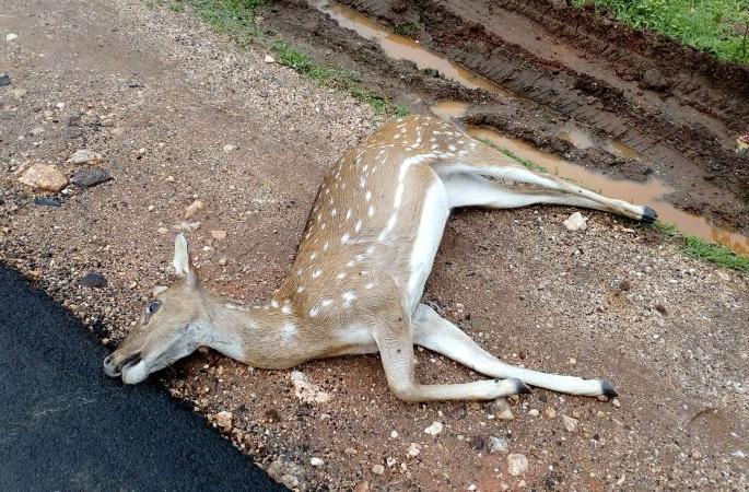 The truck crushed four deer, one extreme | ट्रकने चार हरणांना चिरडले,एक अत्यवस्थ