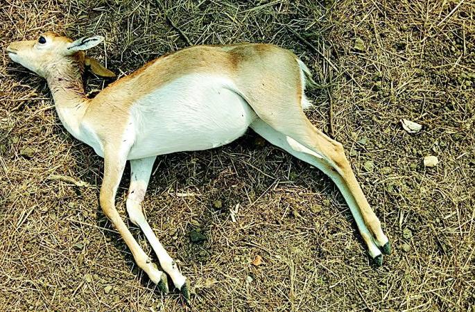 Sensation in the forest department: The pitcher, chital hunt, by the leopard in the Gorewara Rescue Center | वन विभागात खळबळ : गोरेवाडा रेस्क्यू सेंटरमध्ये बिबट्याने केली काळवीट, चितळाची शिकार Sensation in the forest department: The pitcher, chital hunt, by the leopard in the Gorewara Rescue Center | वन विभागात खळबळ : गोरेवाडा रेस्क्यू सेंटरमध्ये बिबट्याने केली काळवीट, चितळाची शिकार