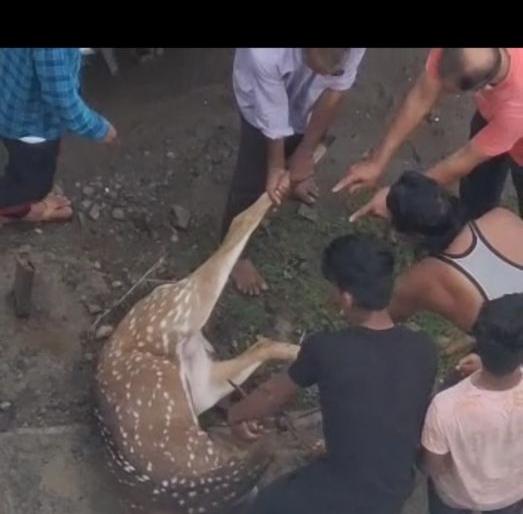 Deer in danger from the military firing area approaching the village | मिलिटरी फायरिंग एरियातून गावाकडे येणारी हरणं धोक्यात Deer in danger from the military firing area approaching the village | मिलिटरी फायरिंग एरियातून गावाकडे येणारी हरणं धोक्यात