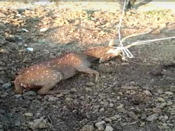 save life of Deer who injured in dog attack at warje | भटक्या कुत्र्याच्या हल्ल्यात जखमी झालेल्या हरणाला वारजेत मिळाले जीवदान 