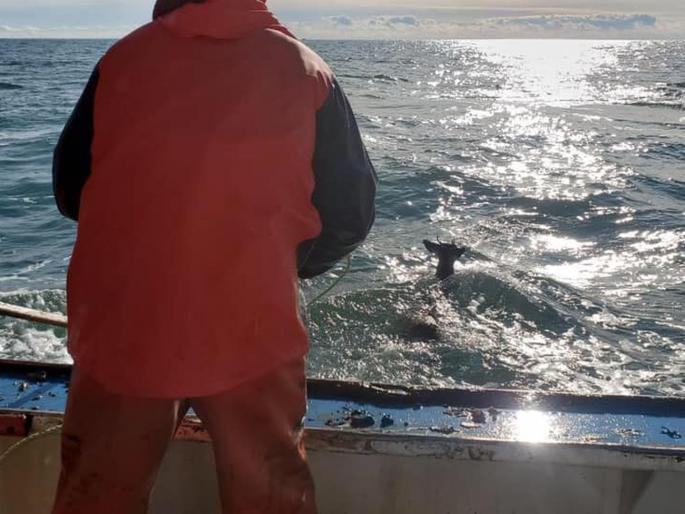This deer stuck in the ocean fishermen rescue in america | समुद्राच्या मध्यभागी पोहताना सापडलं हरण; पण ते तिकडे पोहोचलं कसं? This deer stuck in the ocean fishermen rescue in america | समुद्राच्या मध्यभागी पोहताना सापडलं हरण; पण ते तिकडे पोहोचलं कसं?