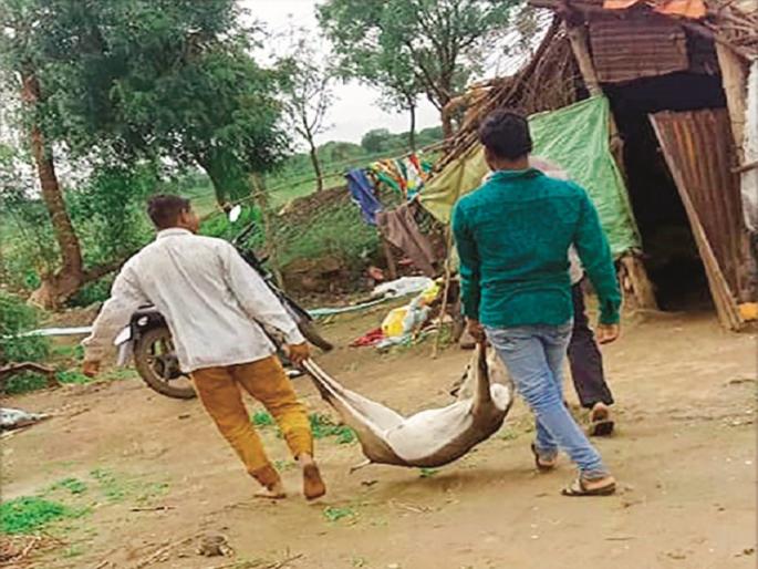 Shocking ! The two deer trapped for the party | खळबळजनक ! पाच जणांनी मिळून पार्टीसाठी केली दोन हरणांची शिकार