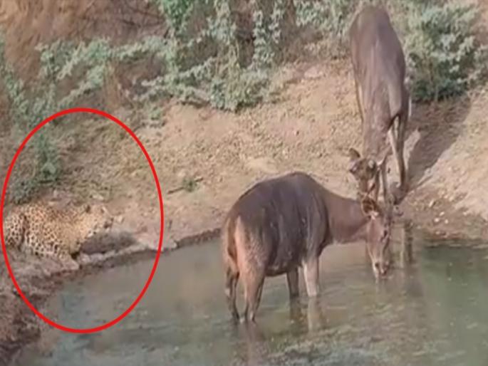 Deer and leopard were seen drinking water in same pond watch video | VIDEO : एकाच तलावात पाणी पिताना दिसले हरिण आणि बिबट्या, बघा पुढे काय झालं... Deer and leopard were seen drinking water in same pond watch video | VIDEO : एकाच तलावात पाणी पिताना दिसले हरिण आणि बिबट्या, बघा पुढे काय झालं...