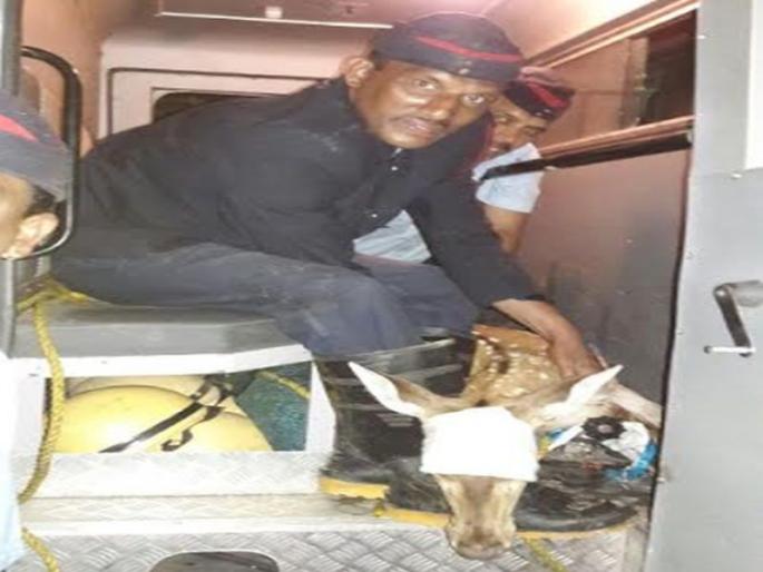 Due to the fierce rattles that fall into the pit | खोल खड्ड्यात पडलेले हरिण जवानांमुळे सुखरुप