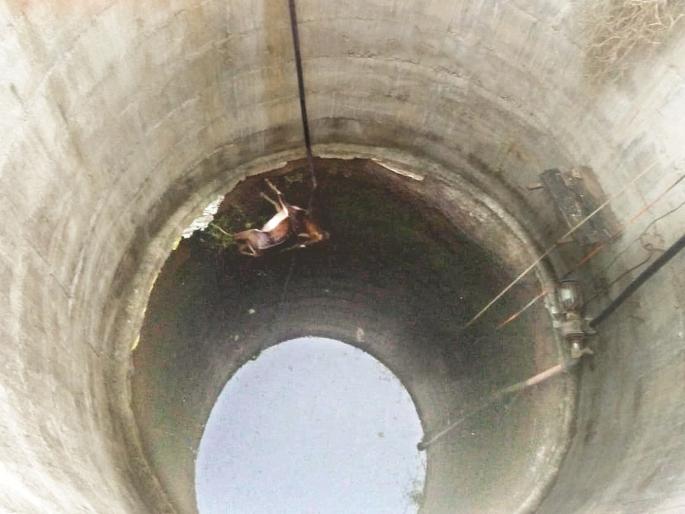 Deer's struggle was inadequate; Death due to absence of forestry officer on time | जिवंत राहण्यासाठी हरणाने केला संघर्ष; वेळीच वनाधिकारी न आल्याने बुडून झाला मृत्यू Deer's struggle was inadequate; Death due to absence of forestry officer on time | जिवंत राहण्यासाठी हरणाने केला संघर्ष; वेळीच वनाधिकारी न आल्याने बुडून झाला मृत्यू