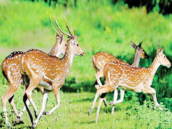 In the lush green forest ... Free movement of deer .... Picture of Alkuti area | हिरव्या हिरव्या रानात...हरणांचा मुक्त संचार.... अळकुटी परिसरातील चित्र In the lush green forest ... Free movement of deer .... Picture of Alkuti area | हिरव्या हिरव्या रानात...हरणांचा मुक्त संचार.... अळकुटी परिसरातील चित्र