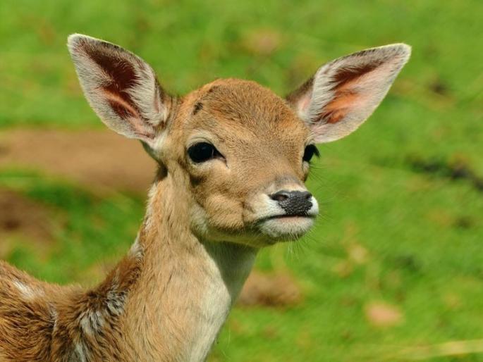 Photo viral Posted by Chef Vikas Khanna woman breastfeeding deer | शेफ विकास खन्नांनी पोस्ट केलेला फोटो व्हायरल, महिला हरणाला दूध पाजतानाचा टीपलं दृश्य Photo viral Posted by Chef Vikas Khanna woman breastfeeding deer | शेफ विकास खन्नांनी पोस्ट केलेला फोटो व्हायरल, महिला हरणाला दूध पाजतानाचा टीपलं दृश्य