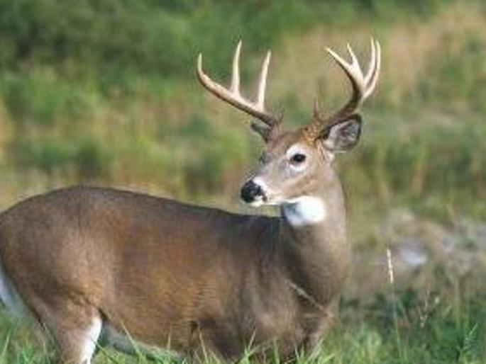 Two deer stairs fall into the well in search of water | पाण्याच्या शोधार्थ दोन हरणांचा विहिरीत पडून मृत्यू