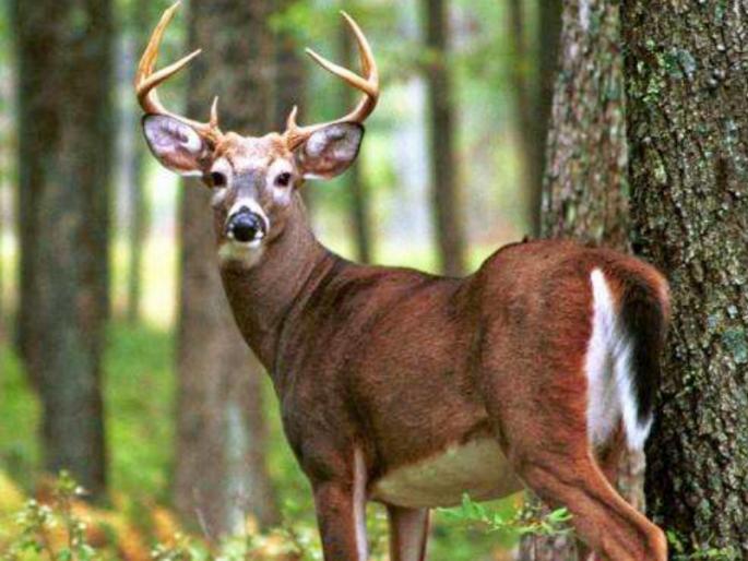 Tukaram Maharaj says that there should be satisfaction. Why? Read the deer story! | सांबरला त्याच्या शिंगाचा अभिमान होता; शेवटी काय झाले...वाचा ही गोष्ट! Tukaram Maharaj says that there should be satisfaction. Why? Read the deer story! | सांबरला त्याच्या शिंगाचा अभिमान होता; शेवटी काय झाले...वाचा ही गोष्ट!