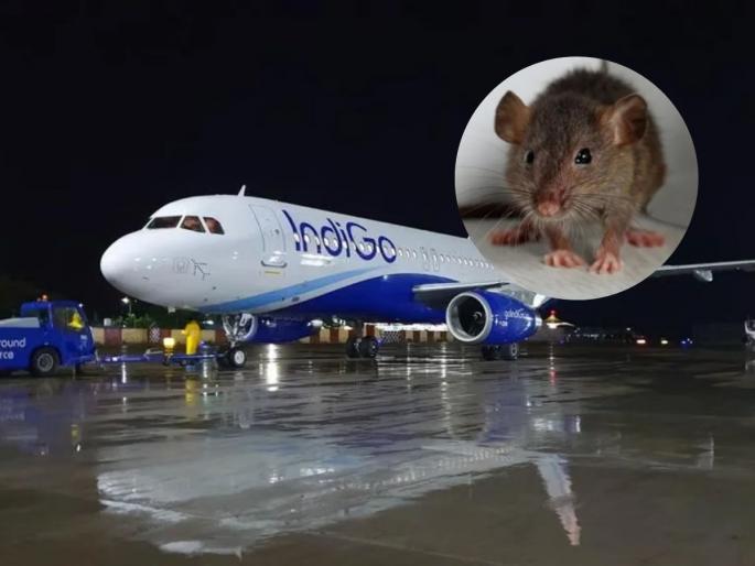 Delhi-Kanpur Indigo flight delayed by 3 hours after passengers spot rat in cabin | Viral News: एका उंदरामुळं इंडिगोच्या विमानाला साडेतीन तास उशीर, नेमकं काय घडलं? Delhi-Kanpur Indigo flight delayed by 3 hours after passengers spot rat in cabin | Viral News: एका उंदरामुळं इंडिगोच्या विमानाला साडेतीन तास उशीर, नेमकं काय घडलं?