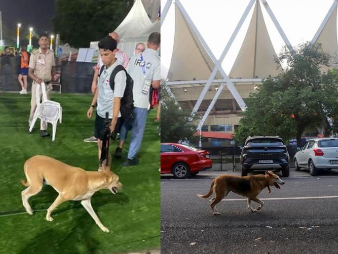Stray dogs attack Kenyan player and two coaches in Delhi; Security guard also injured, BJP says... | दिल्लीत केनियाचा खेळाडू आणि दोन प्रशिक्षकांवर भटक्या कुत्र्यांचा हल्ला; भाजप म्हणतेय... 'कलंक'