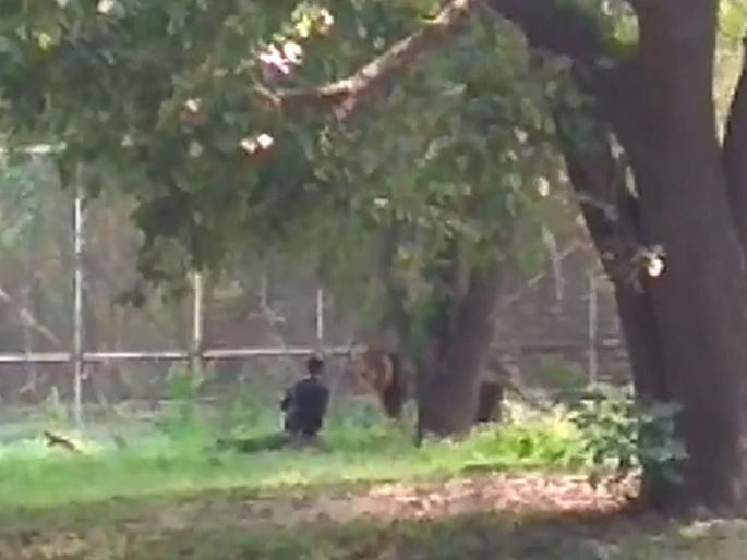 Man jumped in lions enclosure in Delhi zoo rescued | VIDEO: पिंजऱ्यात जाऊन 'तो' थेट सिंहासमोर बसला अन्... Man jumped in lions enclosure in Delhi zoo rescued | VIDEO: पिंजऱ्यात जाऊन 'तो' थेट सिंहासमोर बसला अन्...