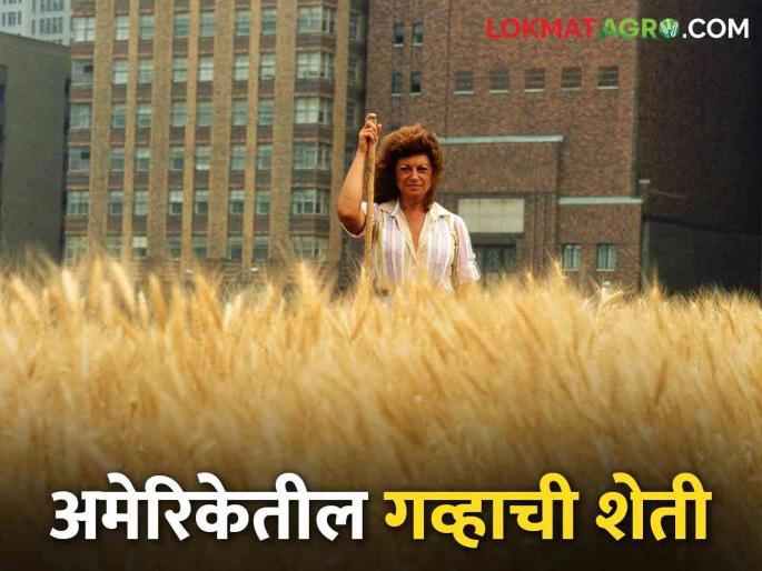 The wheat farming of Danes brought about a different 'peaceful revolution' in a country like America | अमेरिकेसारख्या देशात एक वेगळीच 'शांतीत क्रांती' घडून आणणाऱ्या डेनेस यांची गव्हाची शेती