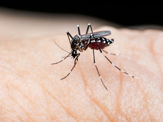 Dengue killed my son due to the negligence of the municipal corporation? | महापालिकेच्या निष्काळजीपणामुळे डेंग्यूने घेतला माझ्या मुलाचा बळी? Dengue killed my son due to the negligence of the municipal corporation? | महापालिकेच्या निष्काळजीपणामुळे डेंग्यूने घेतला माझ्या मुलाचा बळी?