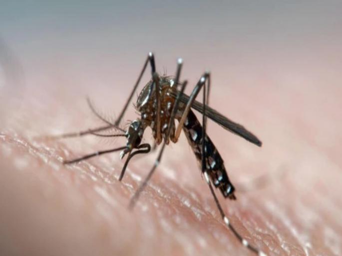Dengue cases down! 1590, Chikungunya cases 741 in the state; no deaths reported | डेंग्यूच्या रुग्ण संख्येत घट! राज्यात १५९०, तर चिकुनगुन्याचे ७४१ रुग्ण; एकही मृत्यूची नोंद नाही Dengue cases down! 1590, Chikungunya cases 741 in the state; no deaths reported | डेंग्यूच्या रुग्ण संख्येत घट! राज्यात १५९०, तर चिकुनगुन्याचे ७४१ रुग्ण; एकही मृत्यूची नोंद नाही