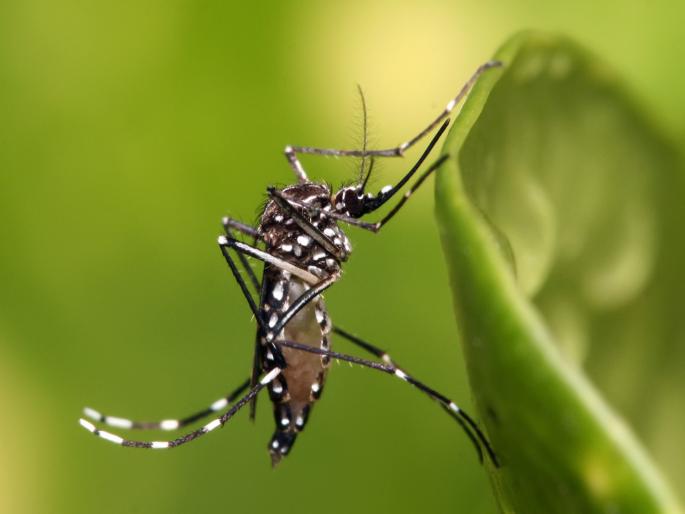 9,728 dengue patients in the state at the end of September; Brihanmumbai has the highest number, but 'this' is a comforting fact | सप्टेंबरअखेर राज्यात डेंग्यूचे ९ हजार ७२८ रुग्ण; बृहन्मुंबई सर्वाधिक, मात्र 'ही' बाब दिलासादायक