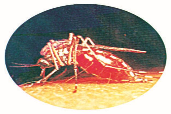 Dengue sufferers found in city Bhusawal | भुसावळ शहरात आढळला डेंग्यूचा रुग्ण Dengue sufferers found in city Bhusawal | भुसावळ शहरात आढळला डेंग्यूचा रुग्ण