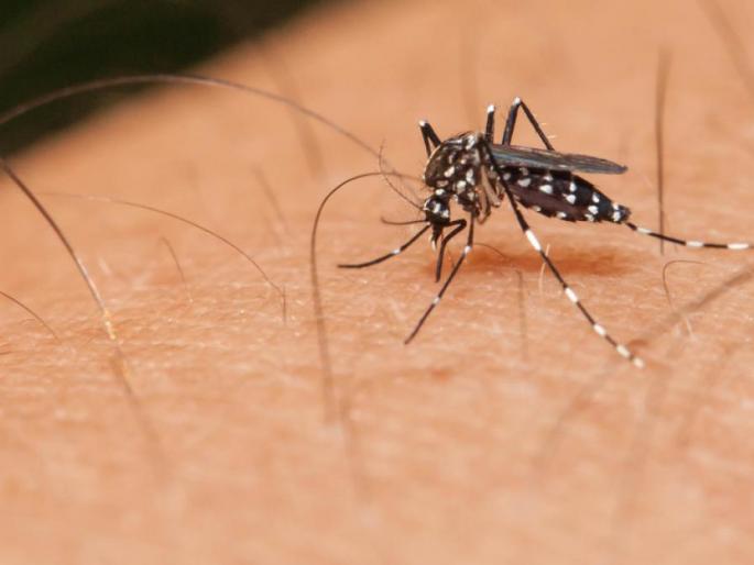 Dengue-like patient found in Sakadi | साकेडी येथे डेंग्यू सदृश्य रुग्ण सापडला Dengue-like patient found in Sakadi | साकेडी येथे डेंग्यू सदृश्य रुग्ण सापडला