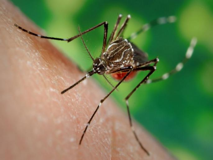 If you breed mosquitoes you will be fined! Fifty three lakh recovered 249 dengue patients in the city in a year | डासांची उत्पत्ती कराल तर दंड भराल! पावणेतीन लाख वसूल, शहरात वर्षभरात डेंग्यूचे २४९ पेशंट If you breed mosquitoes you will be fined! Fifty three lakh recovered 249 dengue patients in the city in a year | डासांची उत्पत्ती कराल तर दंड भराल! पावणेतीन लाख वसूल, शहरात वर्षभरात डेंग्यूचे २४९ पेशंट