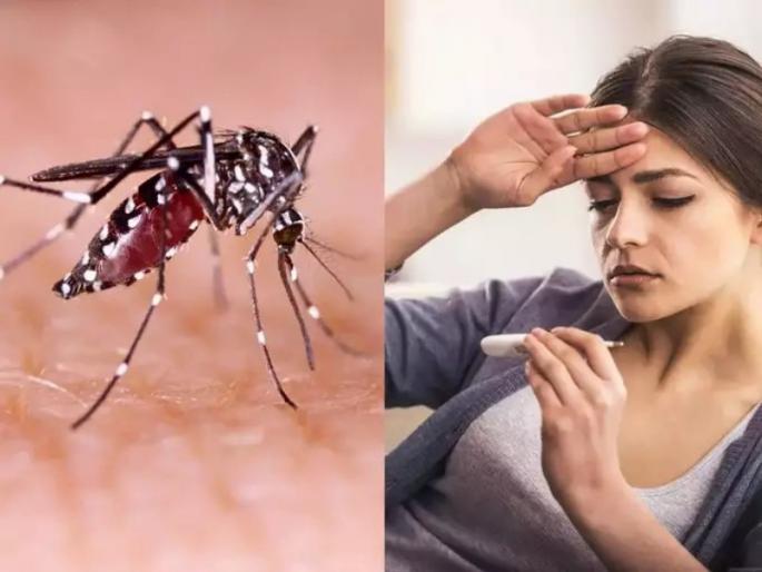 Health department of Pune Municipal Corporation is ready in the wake of dengue; Notice to 547 people, fine of 1 lakh | डेंग्यूच्या पार्श्वभूमीवर पुणे महापालिकेचा आरोग्य विभाग सज्ज; ५४७ जणांना नोटीस, १ लाख दंड वसूल Health department of Pune Municipal Corporation is ready in the wake of dengue; Notice to 547 people, fine of 1 lakh | डेंग्यूच्या पार्श्वभूमीवर पुणे महापालिकेचा आरोग्य विभाग सज्ज; ५४७ जणांना नोटीस, १ लाख दंड वसूल