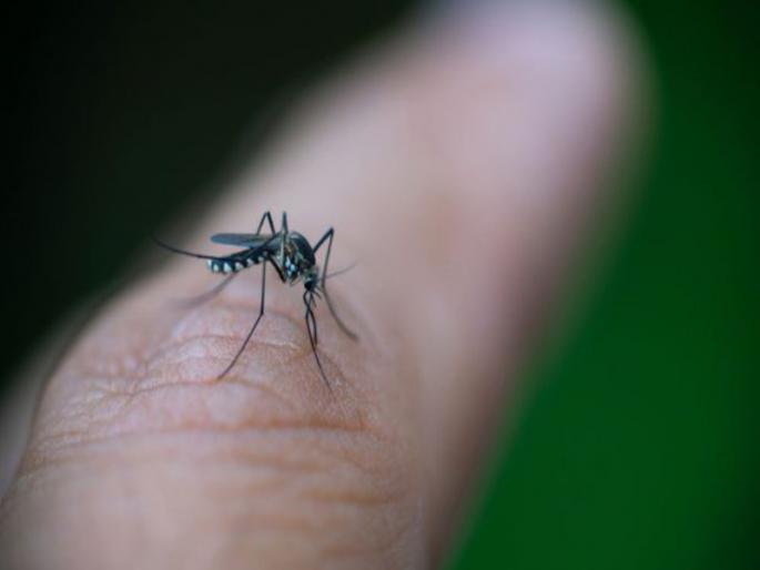 More Dengue patients in Kolhapur at maharashtra | राज्यात कोल्हापूरमध्ये डेंग्यूचे रुग्ण अधिक More Dengue patients in Kolhapur at maharashtra | राज्यात कोल्हापूरमध्ये डेंग्यूचे रुग्ण अधिक