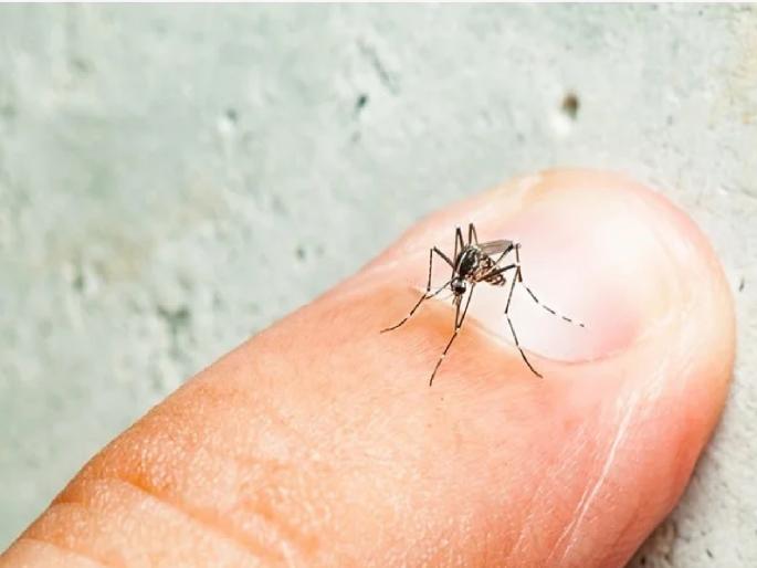 Prevent dengue, malaria; 32 Divisional Committee for Control | डेंग्यू, मलेरियाला बसणार आळा; नियंत्रणासाठी ३२ विभागांची उच्चस्तरीय समिती पुनर्गठीत Prevent dengue, malaria; 32 Divisional Committee for Control | डेंग्यू, मलेरियाला बसणार आळा; नियंत्रणासाठी ३२ विभागांची उच्चस्तरीय समिती पुनर्गठीत