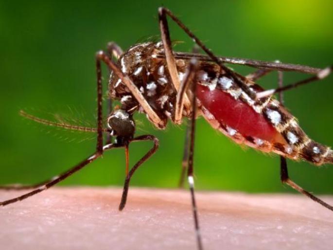 Decrease in dengue deaths in the state | राज्यात डेंग्यूमुळे होणाऱ्या मृत्यूंमध्ये घट Decrease in dengue deaths in the state | राज्यात डेंग्यूमुळे होणाऱ्या मृत्यूंमध्ये घट