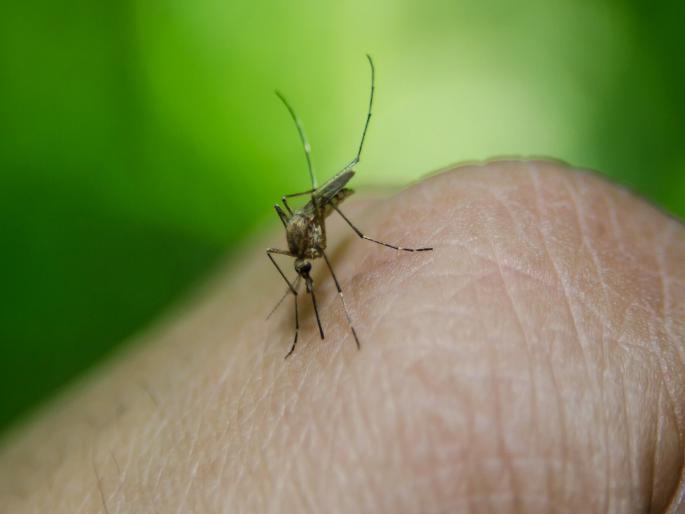 Fluctuations in temperature cause viral fever with dengue more dengue outbreak than Zika | Pune: तापमानातील चढ-उतारामुळे डेंग्यूसह व्हायरलचा ‘ताप’, झिकापेक्षा डेंग्यूचा धाेका अधिक Fluctuations in temperature cause viral fever with dengue more dengue outbreak than Zika | Pune: तापमानातील चढ-उतारामुळे डेंग्यूसह व्हायरलचा ‘ताप’, झिकापेक्षा डेंग्यूचा धाेका अधिक