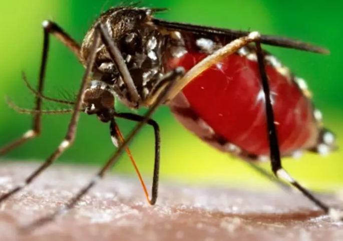 If not, then dengue outbreak! In the every house dengue larvae | नाही तर डेंग्यूचा प्रकोप! घराघरांत डेंग्यूच्या अळ्या