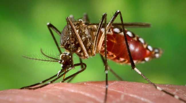 Dengue sting in Nagpur: Larvae found in 378 places | नागपूरकरांना डेंग्युचा डंख : ३७८ ठिकाणी आढळली अळी Dengue sting in Nagpur: Larvae found in 378 places | नागपूरकरांना डेंग्युचा डंख : ३७८ ठिकाणी आढळली अळी