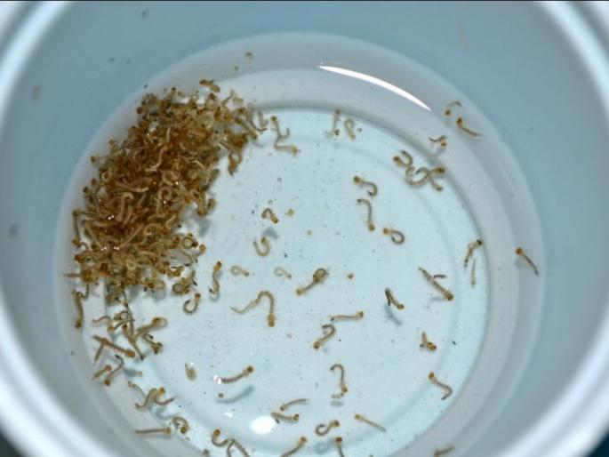 5000 fine if dengue larvae found: Nagpur Mayor's order | डेंग्यूच्या अळ्या आढळल्यास ५ हजार दंड : नागपूर महापौरांचे आदेश 5000 fine if dengue larvae found: Nagpur Mayor's order | डेंग्यूच्या अळ्या आढळल्यास ५ हजार दंड : नागपूर महापौरांचे आदेश