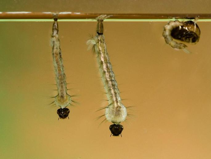 Dengue crises on Sub-Capital: larvae in 14 schools | उपराजधानीवर डेंग्यूचे विघ्न : १४ शाळांमध्ये अळ्या Dengue crises on Sub-Capital: larvae in 14 schools | उपराजधानीवर डेंग्यूचे विघ्न : १४ शाळांमध्ये अळ्या