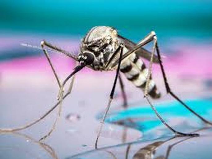 Dengue-like disease on the rise in Akola | अकोला शहरात वाढतेयं डेंग्यूसदृश आजाराची साथ Dengue-like disease on the rise in Akola | अकोला शहरात वाढतेयं डेंग्यूसदृश आजाराची साथ
