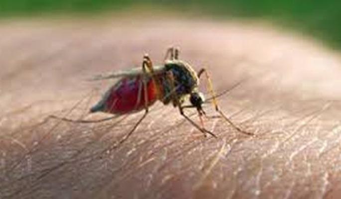 Dengue, malaria, swine flu in Akola | डेंग्यू, हिवतापसदृश तापाने अकोलेकर त्रस्त! Dengue, malaria, swine flu in Akola | डेंग्यू, हिवतापसदृश तापाने अकोलेकर त्रस्त!