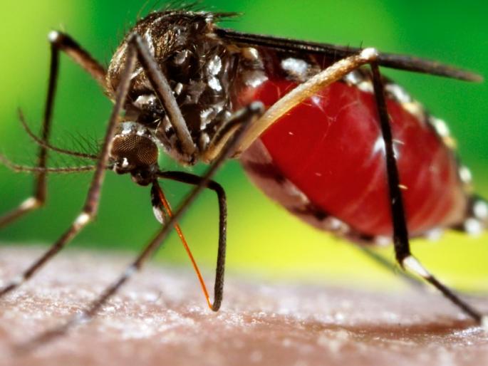 Dengue's death toll increased in Aurangabad city; The death toll rises to Nine, with two more deaths | शहराला डेंग्यूचा 'महाविळखा'; आणखी दोघांच्या मृत्यूने मृतांची संख्या ९ वर Dengue's death toll increased in Aurangabad city; The death toll rises to Nine, with two more deaths | शहराला डेंग्यूचा 'महाविळखा'; आणखी दोघांच्या मृत्यूने मृतांची संख्या ९ वर
