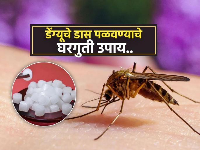 National Dengue Day 2025 : Home remedies to get rid of mosquitoes | National Dengue Day 2025 : डेंग्युचे डास घरातच येऊ नयेत म्हणून ५ उपाय, डेंग्यूचा घातक आजार टाळा