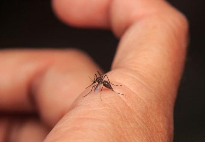 dengue fever 16 deaths in goa and review by health minister in high level meeting | डेंग्यूचे थैमान; १६ मृत्यू, आरोग्यमंत्र्यांकडून उच्चस्तरीय बैठकीत आढावा dengue fever 16 deaths in goa and review by health minister in high level meeting | डेंग्यूचे थैमान; १६ मृत्यू, आरोग्यमंत्र्यांकडून उच्चस्तरीय बैठकीत आढावा