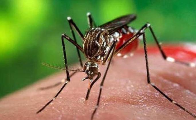 128 patients of Dengue in Nagpur division | नागपूर विभागात डेंग्यूचे १२८ रुग्ण 128 patients of Dengue in Nagpur division | नागपूर विभागात डेंग्यूचे १२८ रुग्ण
