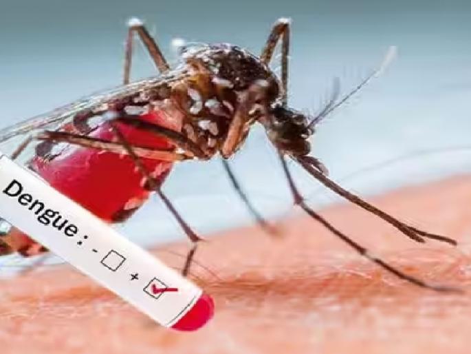 312 cases of dengue, chikungunya in Satara district; Appeal made by the Health Department | सातारा जिल्ह्यात डेंग्यू, चिकुनगुन्याचे ३१२ रुग्ण; आरोग्य विभागाने केले आवाहन  312 cases of dengue, chikungunya in Satara district; Appeal made by the Health Department | सातारा जिल्ह्यात डेंग्यू, चिकुनगुन्याचे ३१२ रुग्ण; आरोग्य विभागाने केले आवाहन