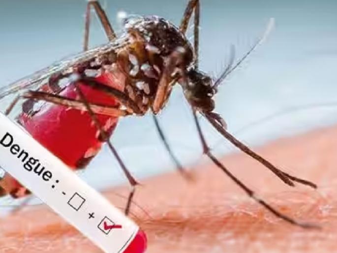 August was the month of epidemics, dengue, malaria and chikungunya were prevalent in Sindhudurg district | ऑगस्ट महिना ठरला साथीचा महिना, सिंधुदुर्ग जिल्ह्यात डेंग्यू, मलेरिया, चिकनगुण्याचे थैमान  August was the month of epidemics, dengue, malaria and chikungunya were prevalent in Sindhudurg district | ऑगस्ट महिना ठरला साथीचा महिना, सिंधुदुर्ग जिल्ह्यात डेंग्यू, मलेरिया, चिकनगुण्याचे थैमान