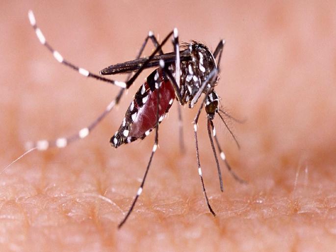 Dengue outbreak in Sindhudurg district, 33 patients found; Health Department Alert | सिंधुदुर्ग जिल्ह्यात डेंग्यूची साथ, ३३ रुग्ण आढळले; आरोग्य विभाग अलर्ट Dengue outbreak in Sindhudurg district, 33 patients found; Health Department Alert | सिंधुदुर्ग जिल्ह्यात डेंग्यूची साथ, ३३ रुग्ण आढळले; आरोग्य विभाग अलर्ट