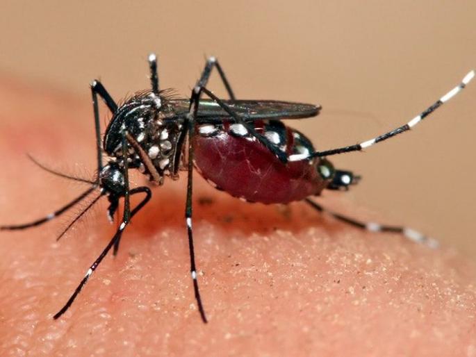 388 dengue patients in East Vidarbha | पूर्व विदर्भात डेंग्यूचे ३८८ रुग्ण 388 dengue patients in East Vidarbha | पूर्व विदर्भात डेंग्यूचे ३८८ रुग्ण