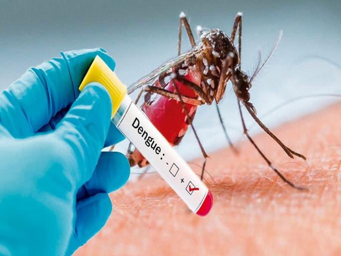 dengue is spread through the bite of the female mosquito | एका व्यक्तीकडून दुसऱ्या व्यक्तीकडे 'असा' होऊ शकतो डेंग्यूचा प्रसार; 'ही' आहेत लक्षणं dengue is spread through the bite of the female mosquito | एका व्यक्तीकडून दुसऱ्या व्यक्तीकडे 'असा' होऊ शकतो डेंग्यूचा प्रसार; 'ही' आहेत लक्षणं