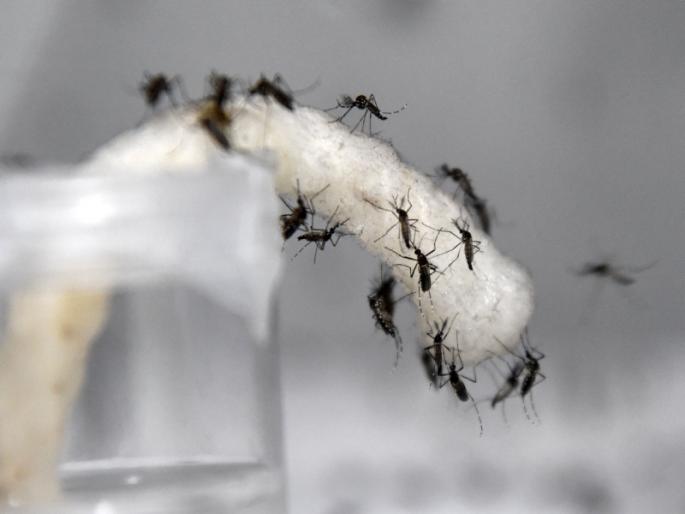 Dengue sufferers found in Lonavla | लोणावळ्यात आढळला डेंग्यूचा रुग्ण Dengue sufferers found in Lonavla | लोणावळ्यात आढळला डेंग्यूचा रुग्ण