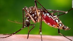 Dying of a woman with dengue fever | डेंग्यूच्या आजाराने महिलेचा मृत्यू Dying of a woman with dengue fever | डेंग्यूच्या आजाराने महिलेचा मृत्यू