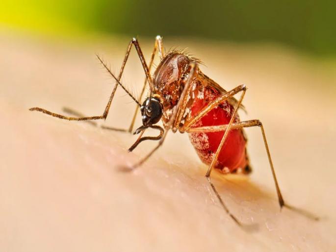 A system developed to predict dengue outbreaks..! | डेंग्यूच्या साथींबाबत अंदाज देणारी प्रणाली विकसित..!